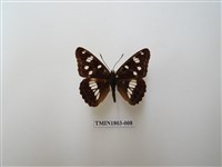 藏品(棕黑線蛺蝶)的圖片